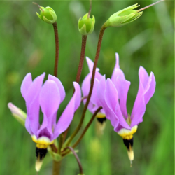 Dodecatheon meadia