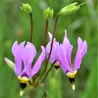Tikroji dvylikadeivė - Dodecatheon meadia