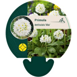 Užsisakyk augalus pavasariui jau dabar