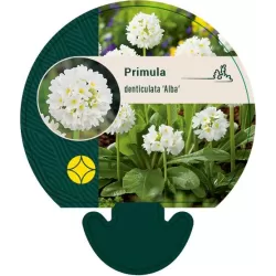 Užsisakyk augalus pavasariui jau dabar