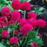 Dantytalapė raktažolė - Primula denticulata RUBRA