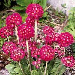 Dantytalapė raktažolė - Primula denticulata RUBRA