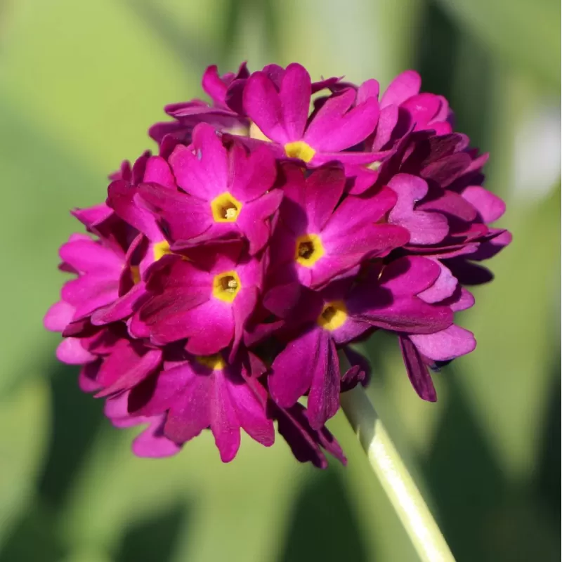 Dantytalapė raktažolė - Primula denticulata RUBRA