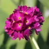 Dantytalapė raktažolė - Primula denticulata RUBRA