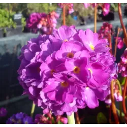 Dantytalapė raktažolė - Primula denticulata RUBRA