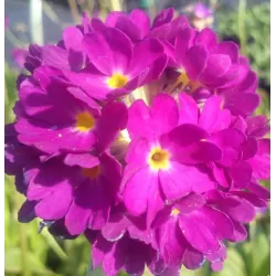 Dantytalapė raktažolė - Primula denticulata RUBRA