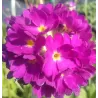 Dantytalapė raktažolė - Primula denticulata RUBRA