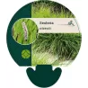 Mėlitas - Sesleria caerulea P9