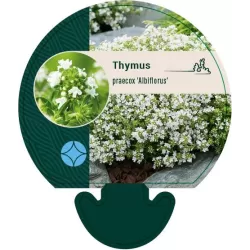 Ankstyvasis čiobrelis baltažiedė f. - Thymus praecox ALBIFLORUS
