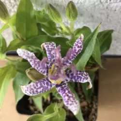 Lauko orchidėja Dark Beauty su pristatymu į namus