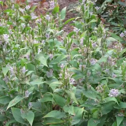 Lauko orchidėja Dark Beauty su pristatymu į namus