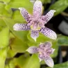 Lauko orchidėja Dark Beauty su pristatymu į namus