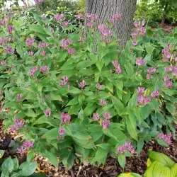 Lauko orchidėja Dark Beauty su pristatymu į namus