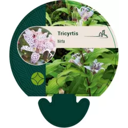 Lauko orchidėja Dark Beauty su pristatymu į namus