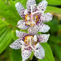 Lauko orchidėja Dark Beauty su pristatymu į namus
