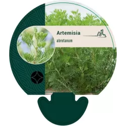 Diemedis - Artemisia abrotanum