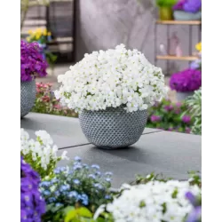 Daugiametės gėlės internetu su pristatymu į namus