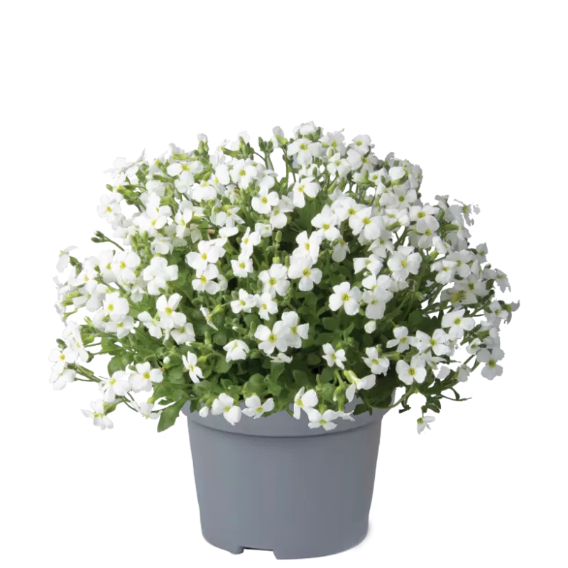 Daugiametės gėlės internetu su pristatymu į namus