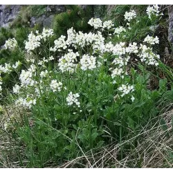 Daugiametės gėlės internetu su pristatymu į namus