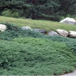 Žvynuotasis kadagys 'Blue Carpet' - Juniperus squamata