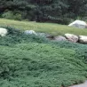 Gulščiasis kadagys - Juniperus horizontalis BAR HARBOR