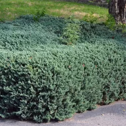 Gulščiasis kadagys - Juniperus horizontalis BAR HARBOR
