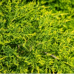 Tarpinis kadagys 'Old Gold' - Juniperus × media 'Old Gold'