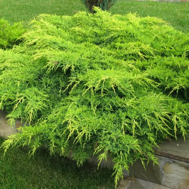 Tarpinis kadagys 'Old Gold' - Juniperus × media 'Old Gold'