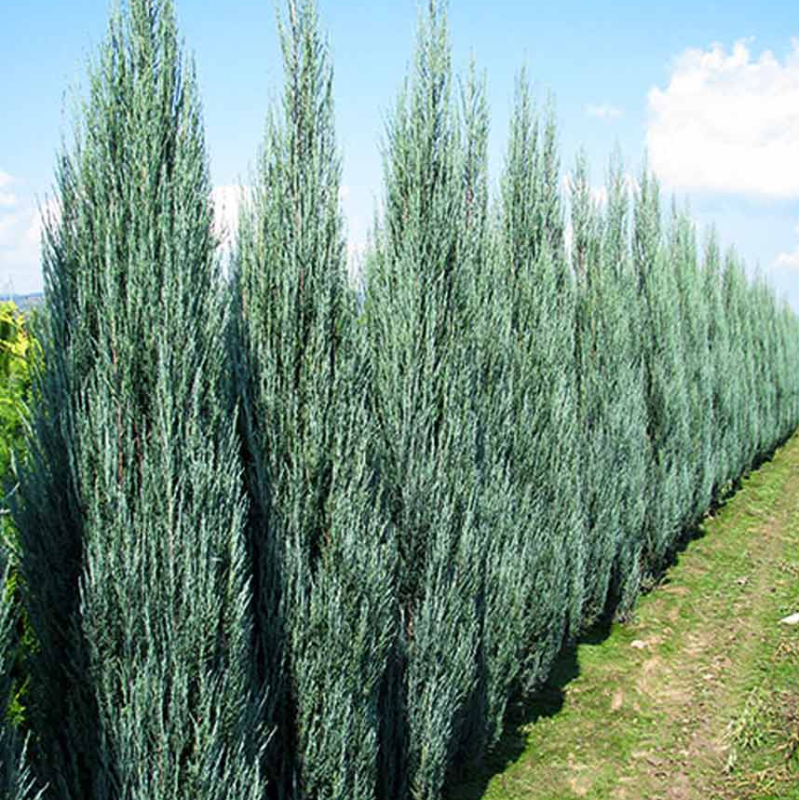 Uolinis kadagys Blue Arrow - Juniperus scopulorum 'Blue Arrow' 15Ø 60cm