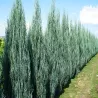 Uolinis kadagys Blue Arrow - Juniperus scopulorum 'Blue Arrow' 15Ø 60cm