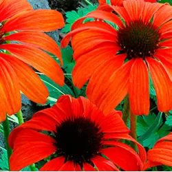 Ežiuolė - Echinacea TANGERINE DREAM