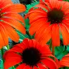 Ežiuolė - Echinacea TANGERINE DREAM