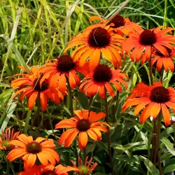 Ežiuolė - Echinacea TANGERINE DREAM