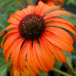 Echinacea TANGERINE DREAM
