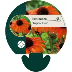 Ežiuolė - Echinacea TANGERINE DREAM