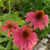 Ežiuolė - Echinacea HOT SUMMER