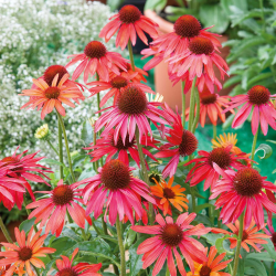 Echinacea HOT SUMMER