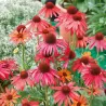 Ežiuolė - Echinacea HOT SUMMER