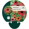 Ežiuolė - Echinacea HOT SUMMER