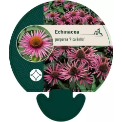 Ežiuolė - Echinacea PICA BELLA