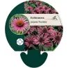 Echinacea PICA BELLA