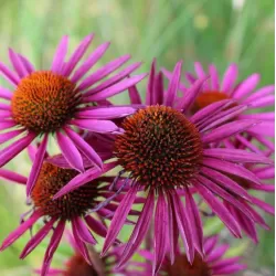Ežiuolė - Echinacea PICA BELLA