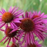 Ežiuolė - Echinacea PICA BELLA