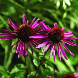 Ežiuolė - Echinacea PICA BELLA