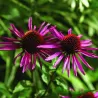Ežiuolė - Echinacea PICA BELLA
