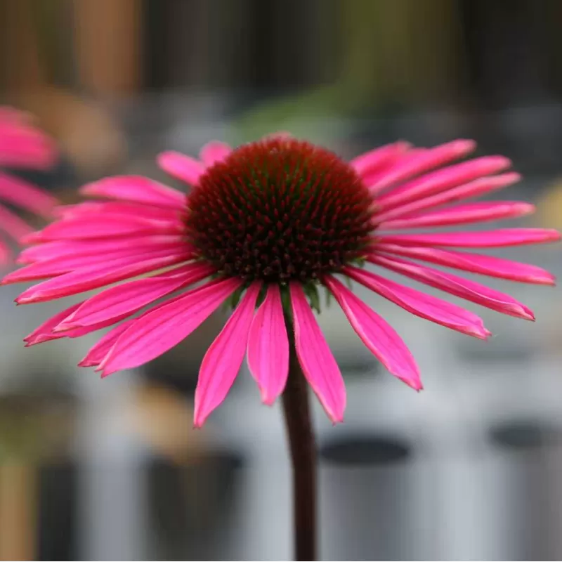 Echinacea PICA BELLA