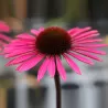 Echinacea PICA BELLA