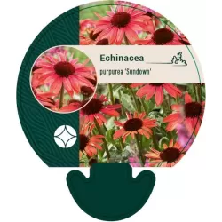 Ežiuolė - Echinacea SUNDOWN