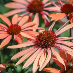 Ežiuolė - Echinacea SUNDOWN
