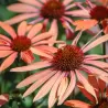 Ežiuolė - Echinacea SUNDOWN